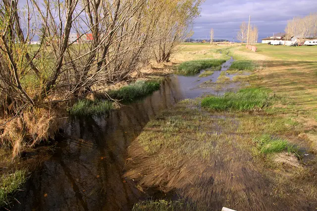 Spring creek and willows at the edge of town